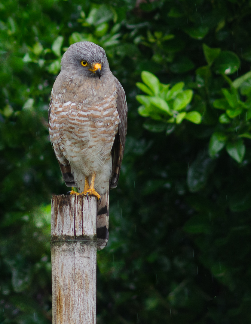 Buteo magnirostris