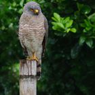 Buteo magnirostris