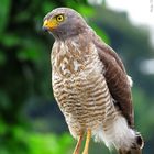 Buteo magnirostris