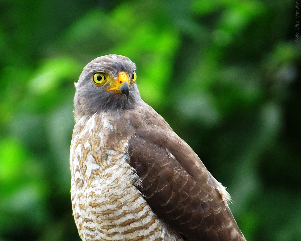 Buteo magnirostris