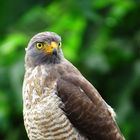 Buteo magnirostris