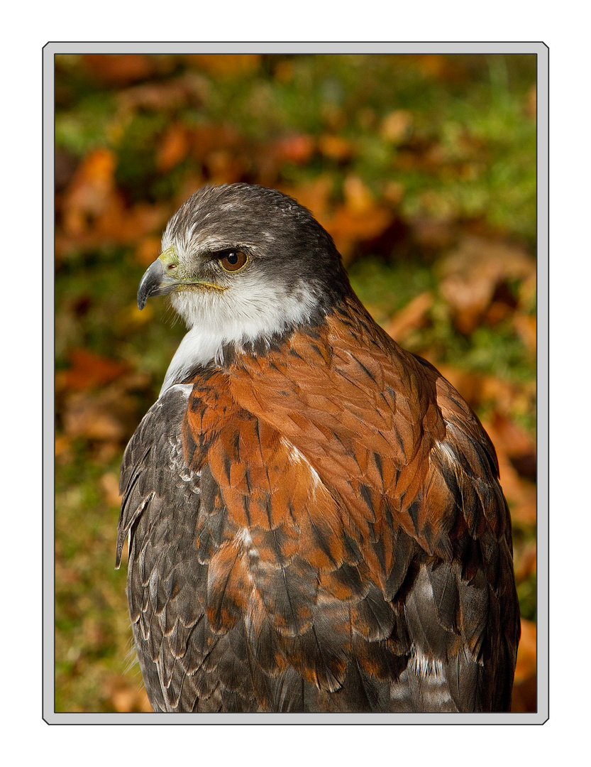 Buteo polyosoma