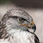 Buteo Regalis