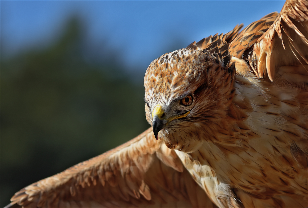 Buteo rufinus``