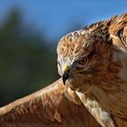 Buteo rufinus``