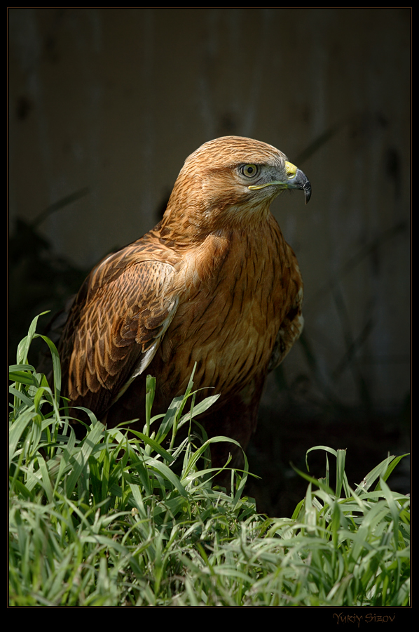 Buteo rufinus