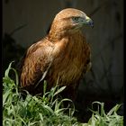 Buteo rufinus