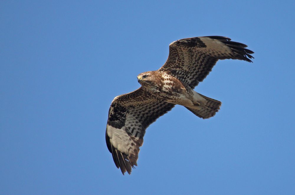 Buteo statt Blumen