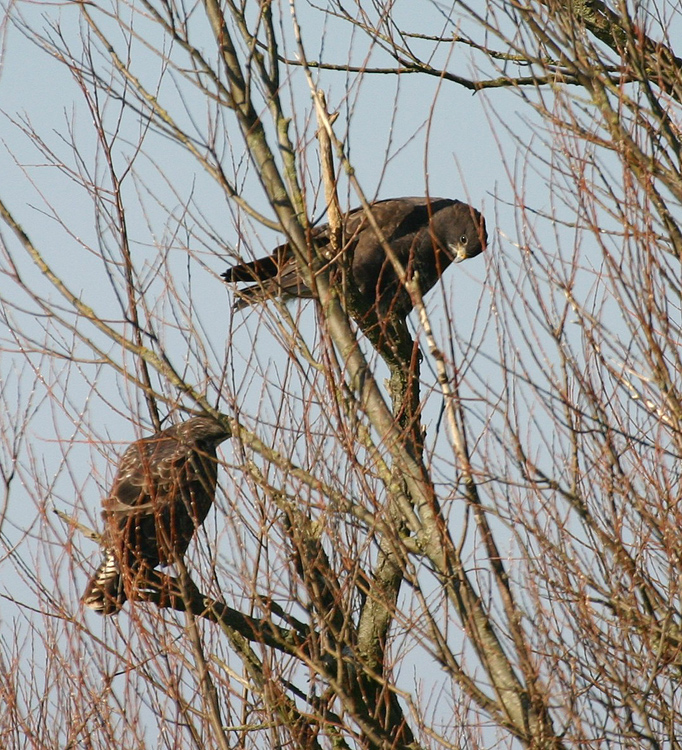 "Buteo turtur"