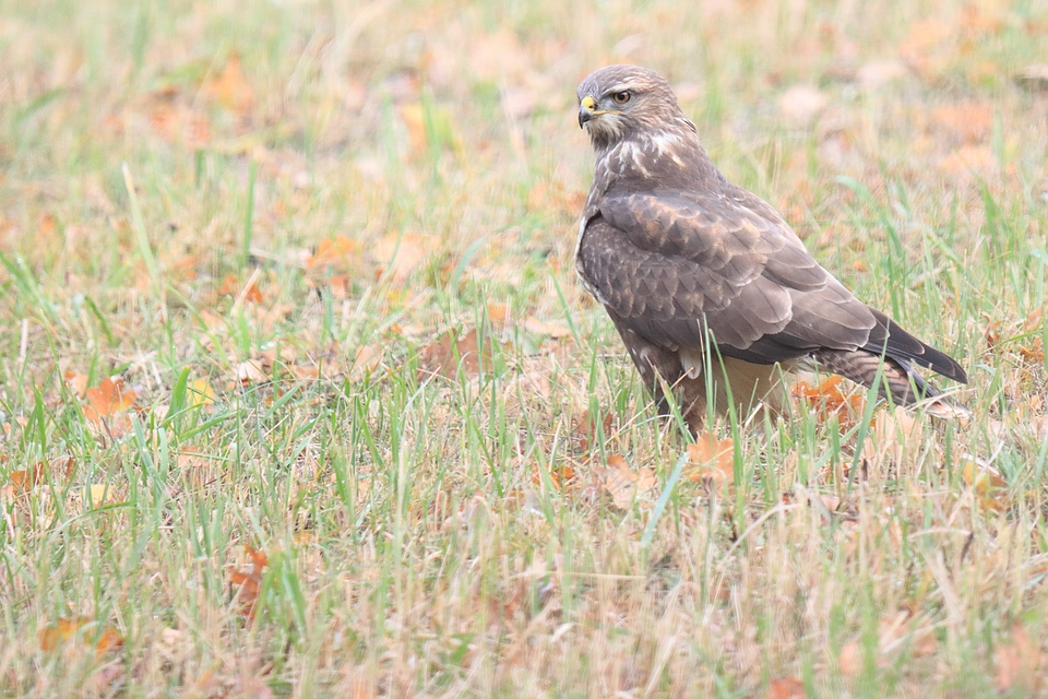 Buteo zieht Würmer