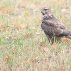 Buteo zieht Würmer