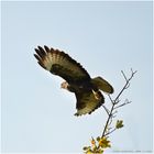 Buteo_2_