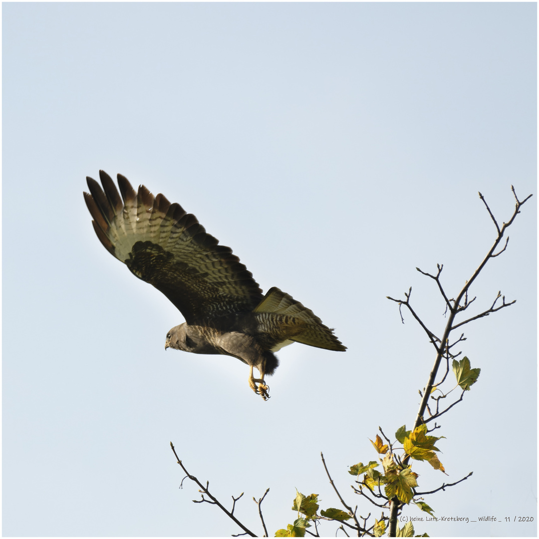 Buteo_3_