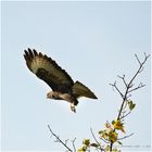 Buteo_3_