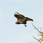 Buteo_4_