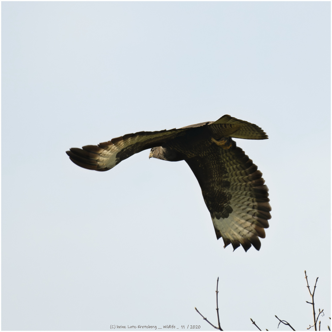 Buteo_5_