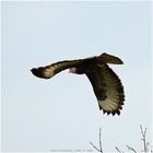 Buteo_5_