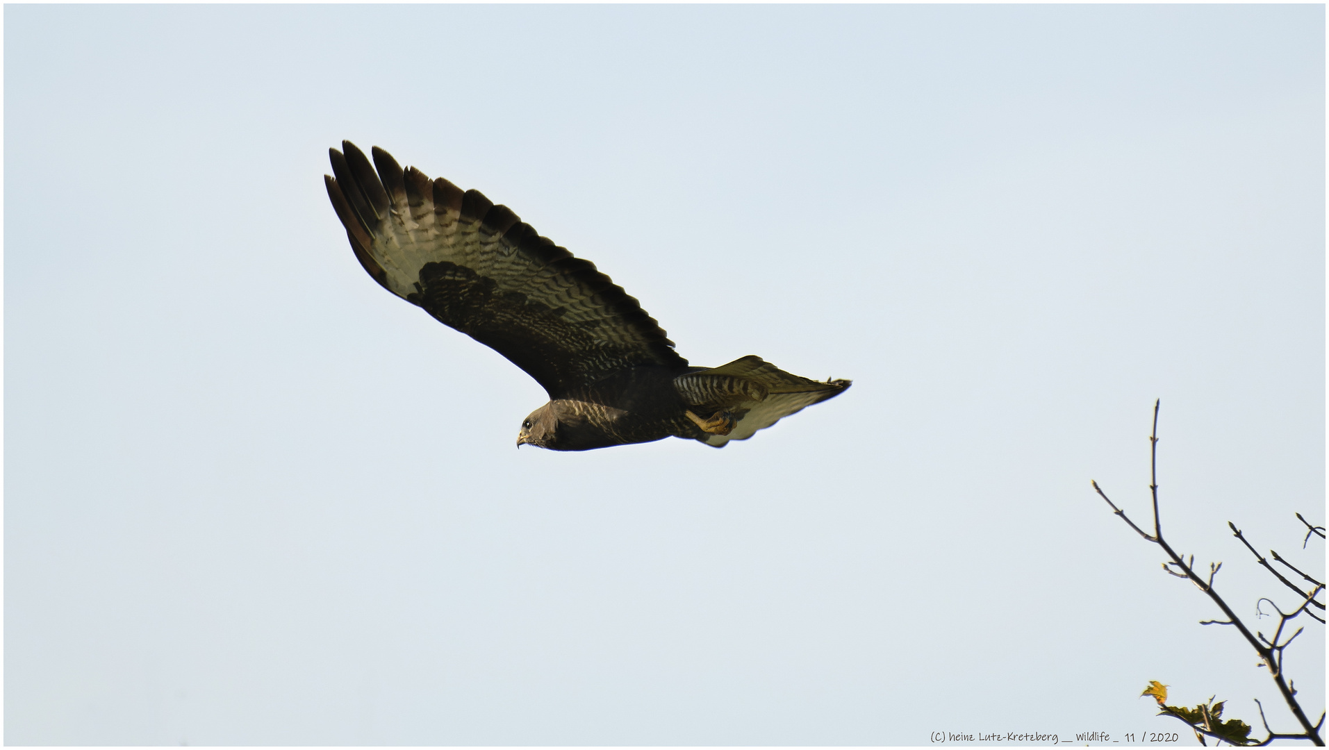 Buteo_6_