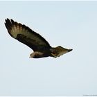 Buteo_6_