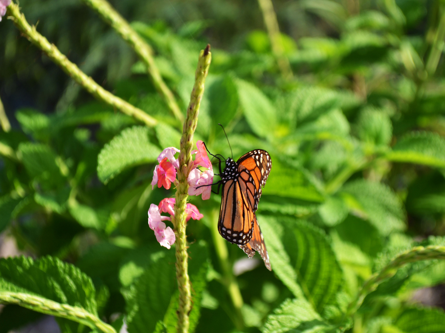 Buterfly on vacation