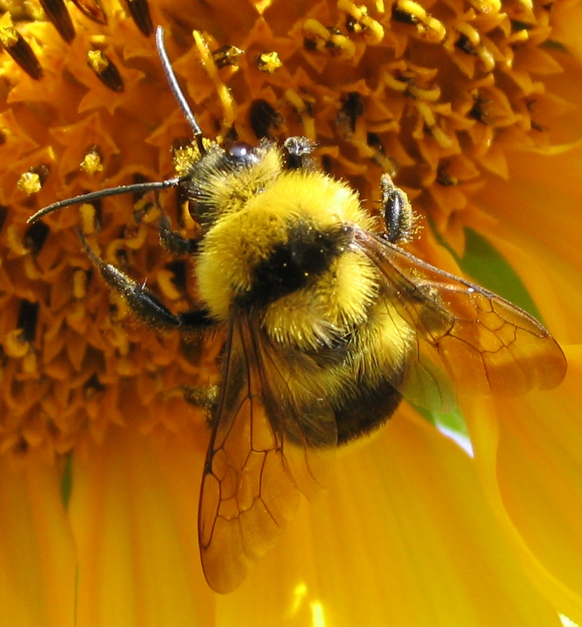 Butinage d'été