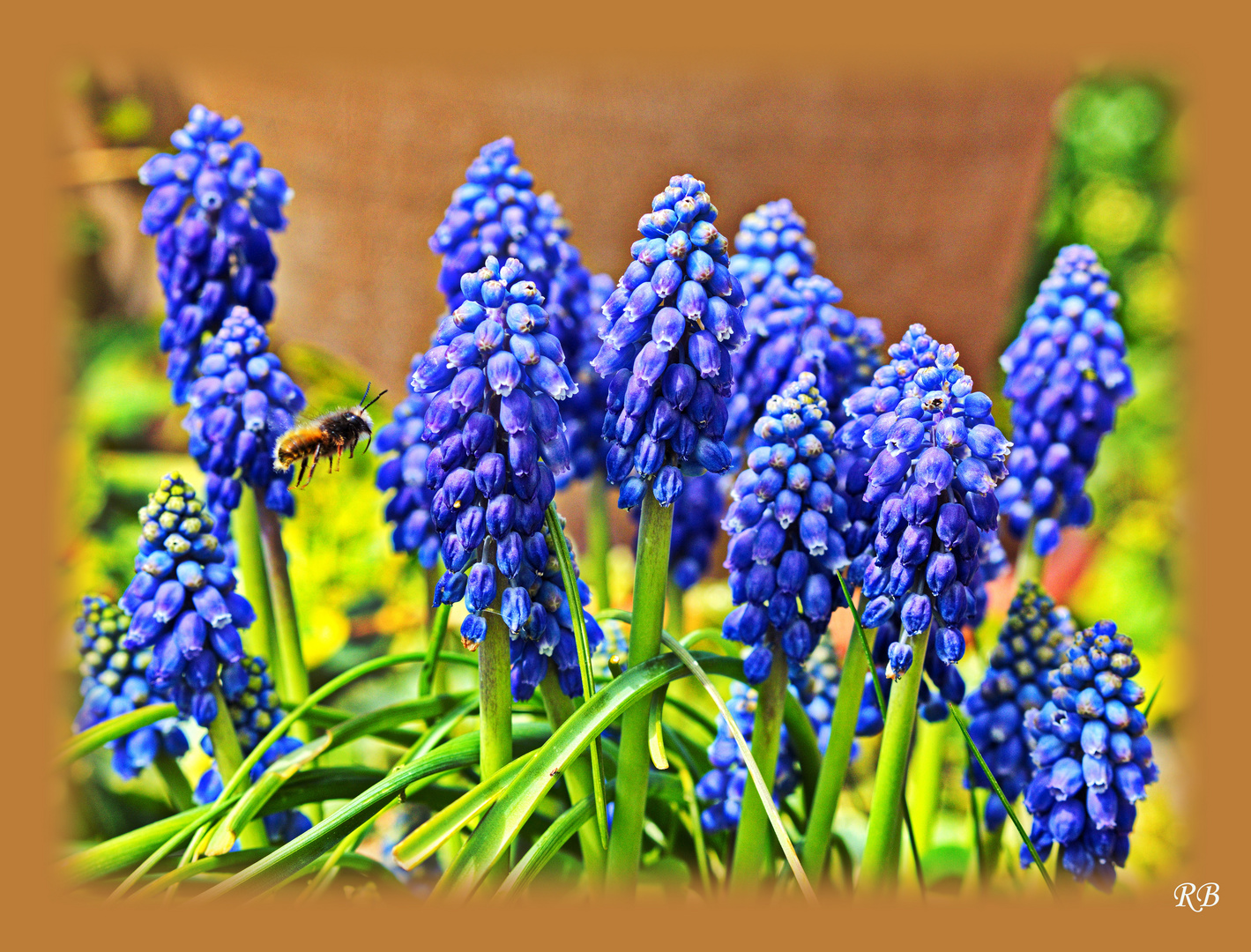 Butinage du Muscari.