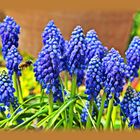 Butinage du Muscari.