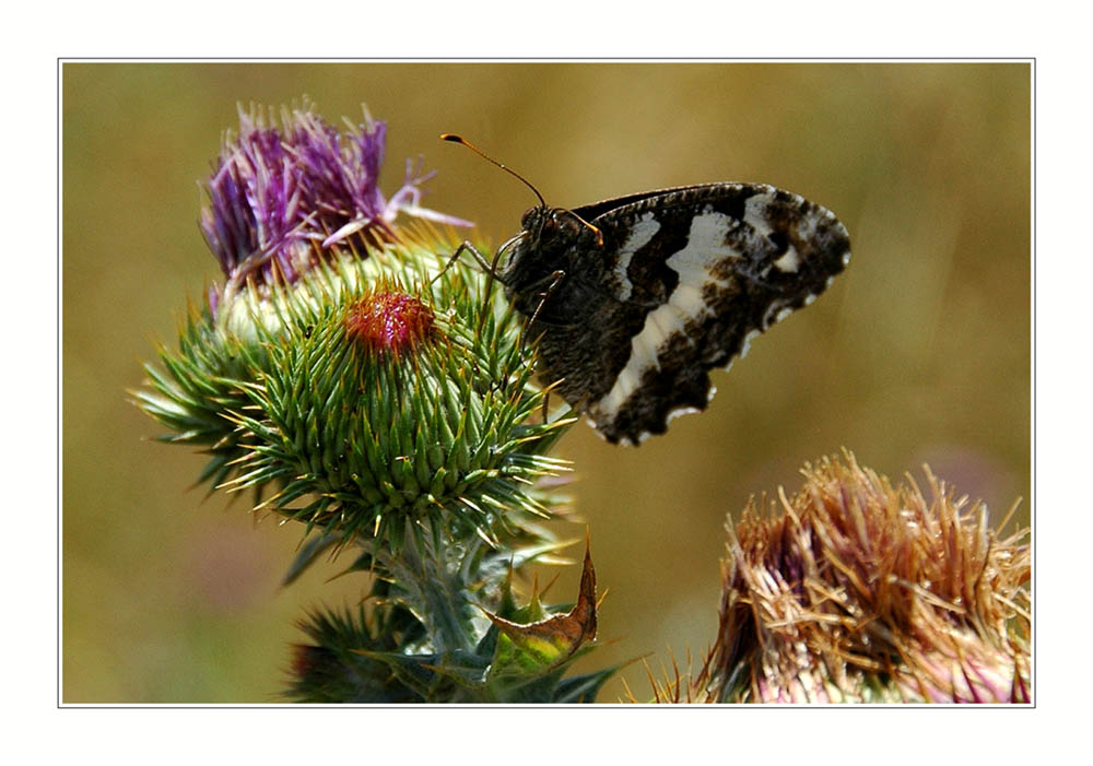 Butinage d'un papillon