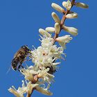 Butinage sur fleur de cordyline