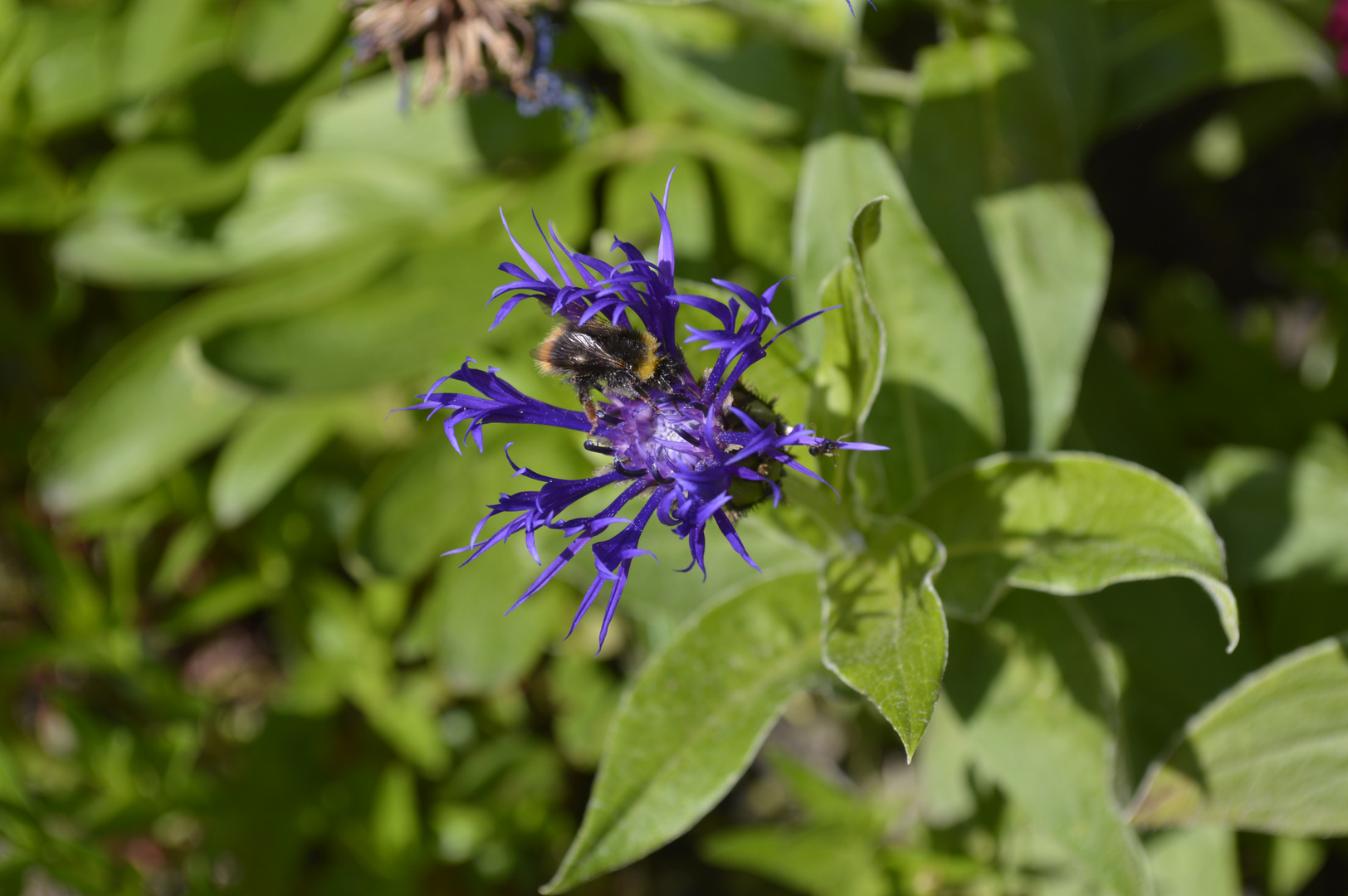 Butinage sur la fleur