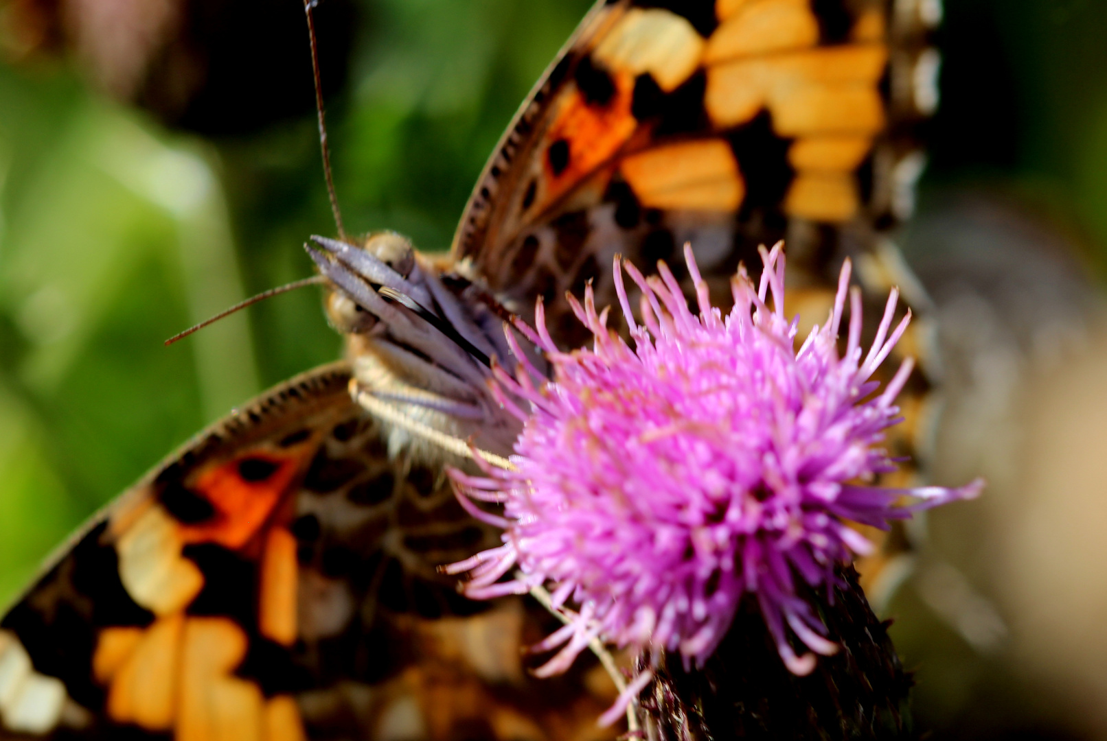 butine butine petit papillon!!!!