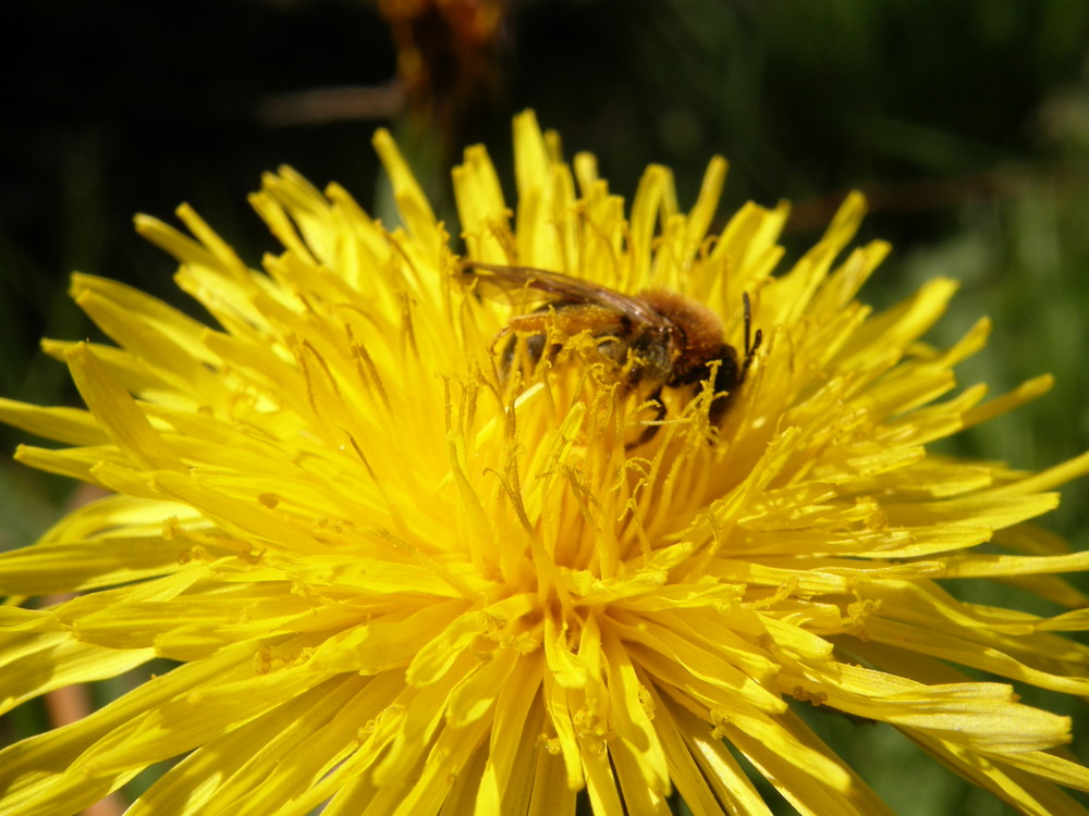 butine petite abeille....