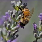 butiner  à plein rythme.....