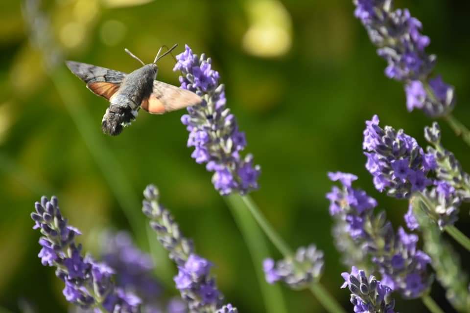 Butineur du jardin 01