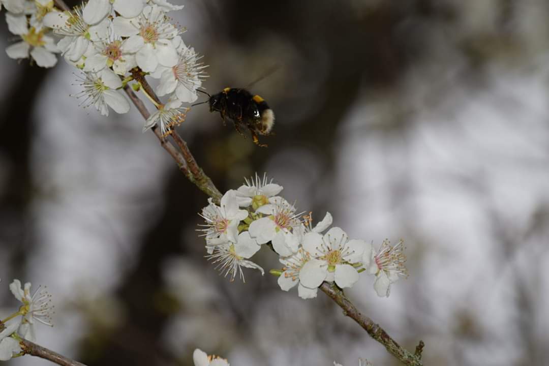 Butineur du jardin 02