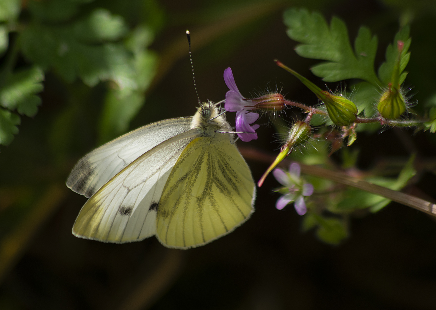 Butineur (Pieris brassicae, piéride du chou)