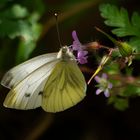 Butineur (Pieris brassicae, piéride du chou)