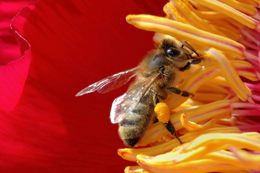 Butineuse sur pivoine