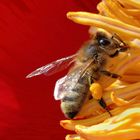 Butineuse sur pivoine