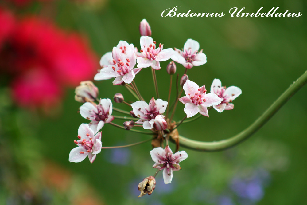 Butomus Umbellatus