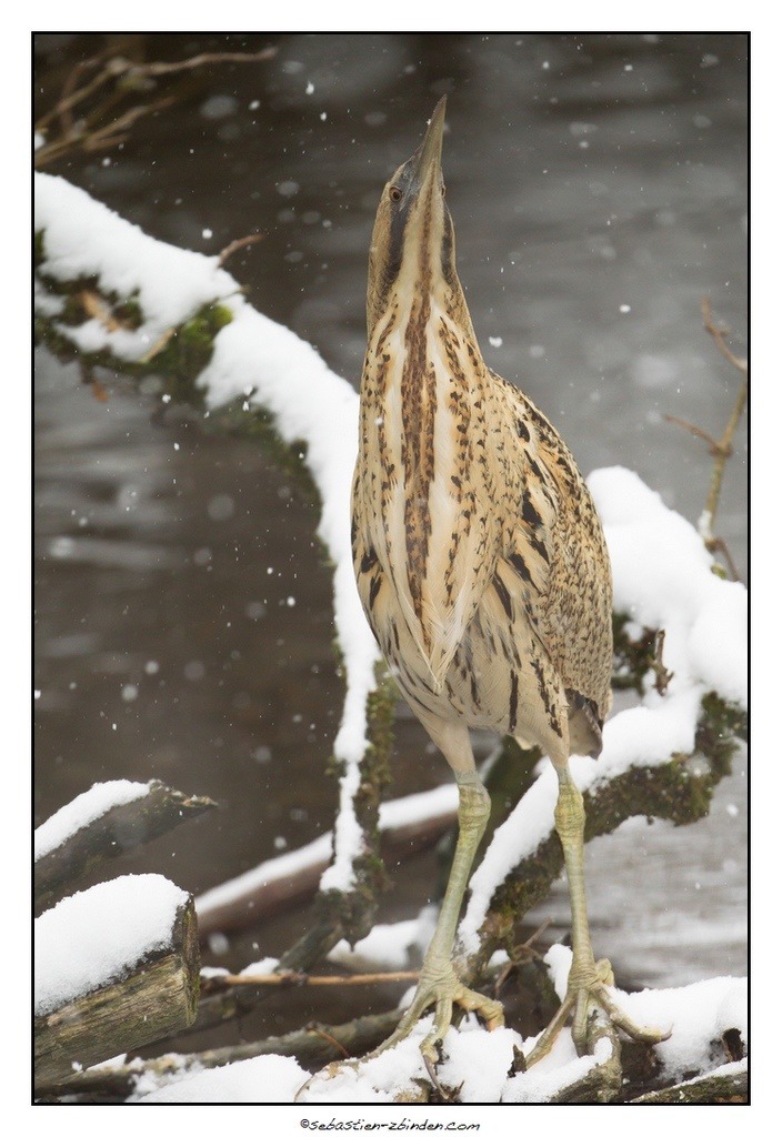 Butor et flocons