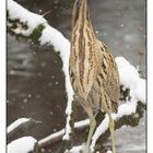 Butor et flocons