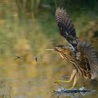 Butor Etoile / Bittern (Botaurus Stellaris) - 3/5