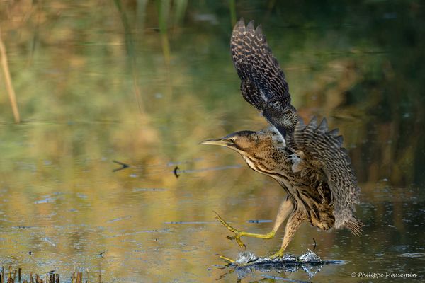 Butor Etoile / Bittern (Botaurus Stellaris) - 3/5