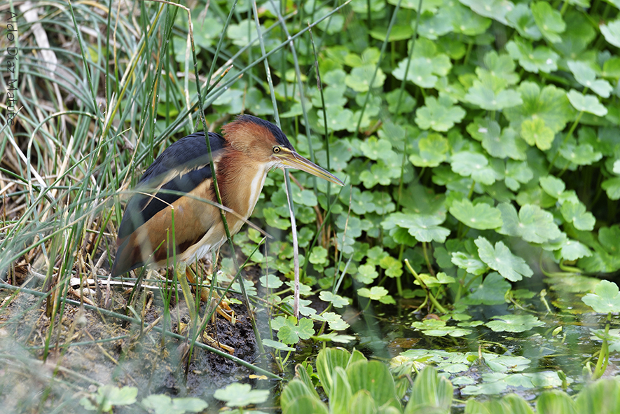 Butorides virescens