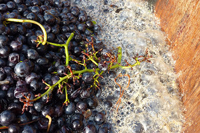 Butte bei der Weinlese