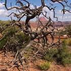 Butte in Tree