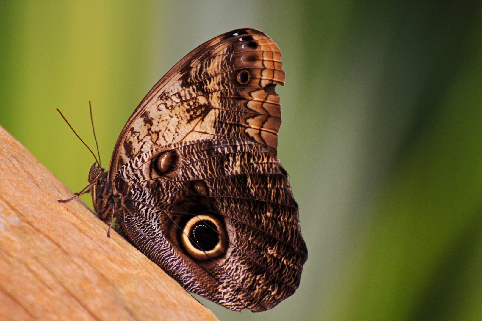 buttefly climbing the tree