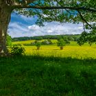 "Butter Cups fields"