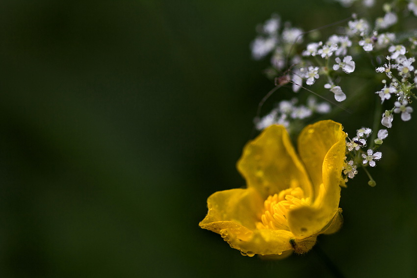 Butter- und andere Blümchen